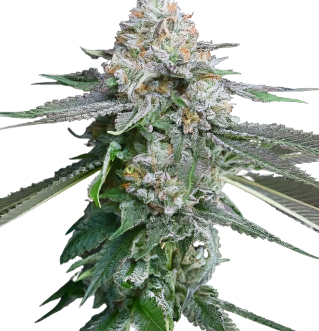 Race Fuel OG Cannabis Seeds