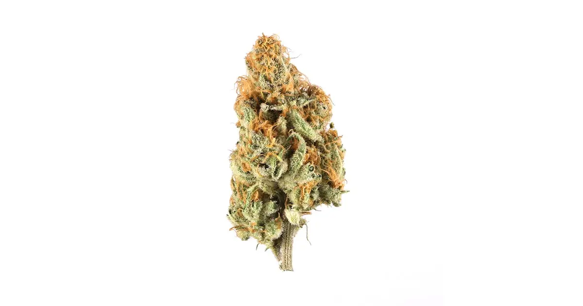Rene Mist Cannabis Seeds - Image 2