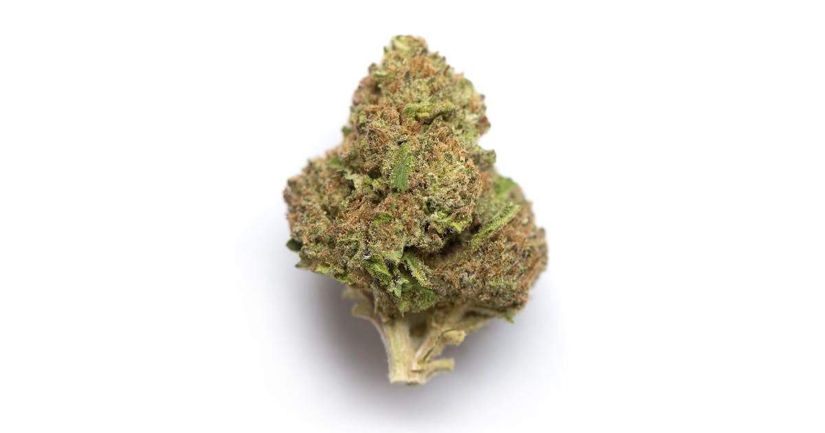 Rob Ford Kush Cannabis Seeds - Image 2