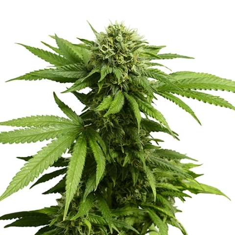 Silverfalls Kush Cannabis Seeds