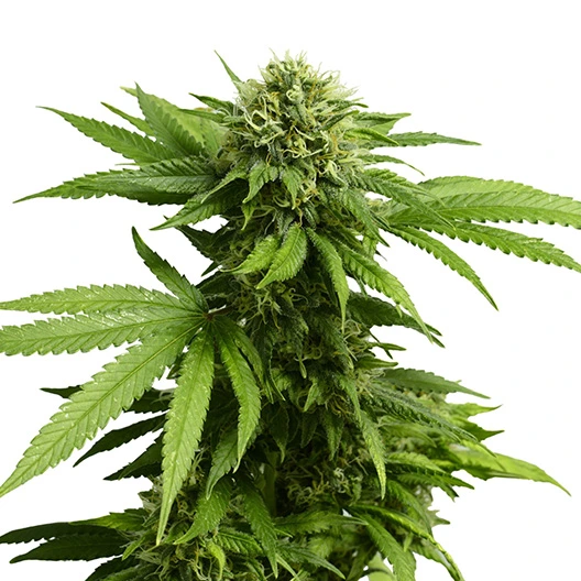 Silverfalls Kush Cannabis Seeds