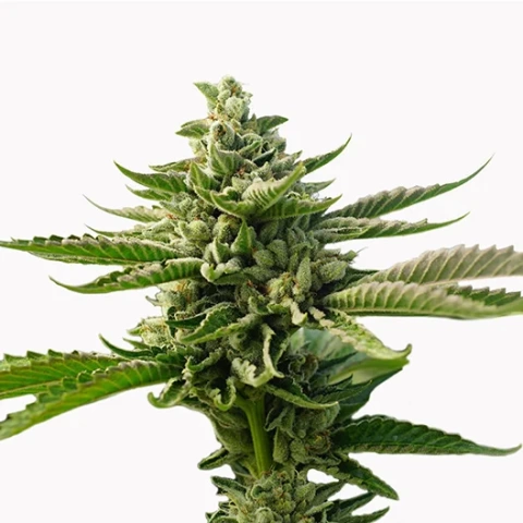 Smelliot Cannabis Seeds