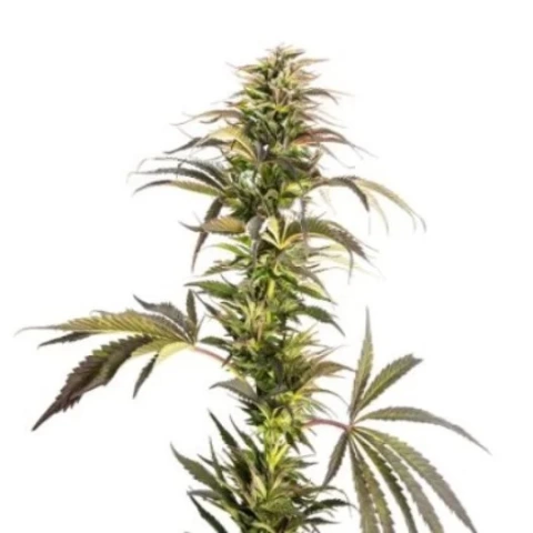 Soul Shine Cannabis Seeds