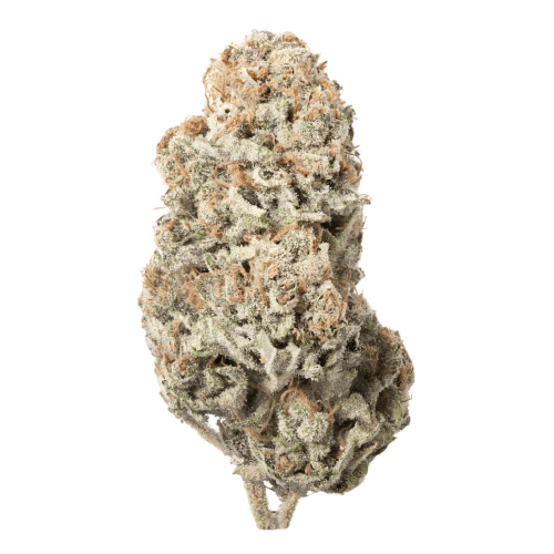 Sugar Kush Cannabis Seeds - Image 2