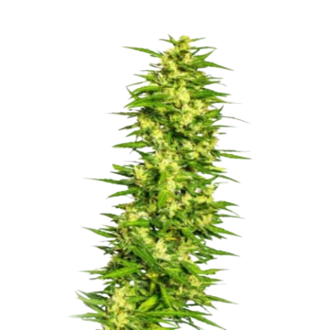 Treasure Island Cannabis Seeds