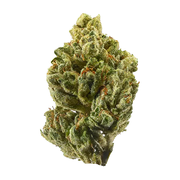 White Empress Cannabis Seeds - Image 2