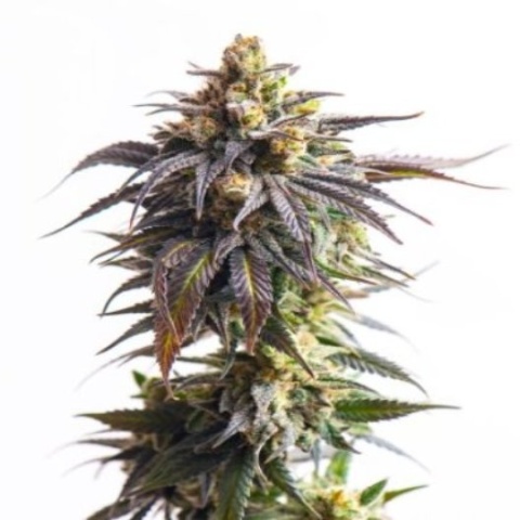 X-Files Cannabis Seeds