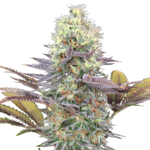 Bay Dream cannabis seeds