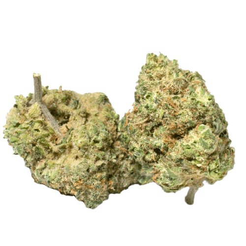 Mataro Blue CBD Cannabis Seeds - Image 2
