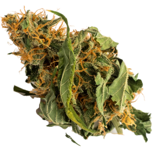 OG Cheese Cannabis Seeds - Image 2
