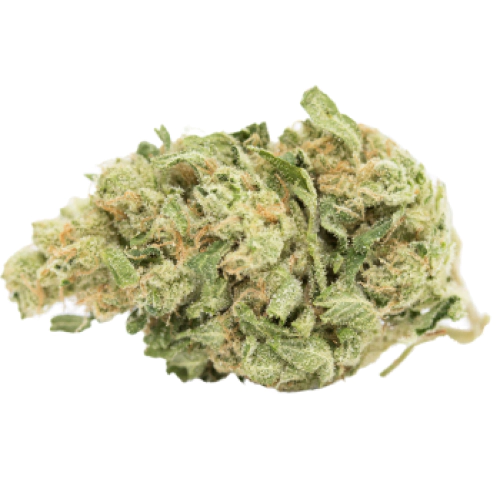 Sharksbreath Cannabis Seeds - Image 2