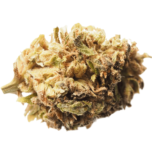 Stephen Hawking Kush CBD Cannabis Seeds - Image 2