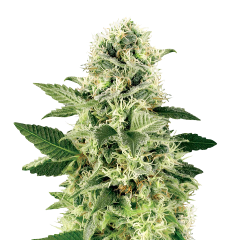 Northern Lights Cannabis Seeds