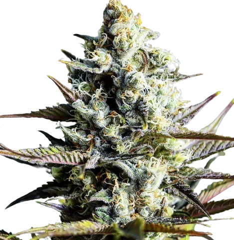 Ace Killer OG Cannabis Seeds