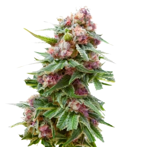 Anesthesia Cannabis Seeds