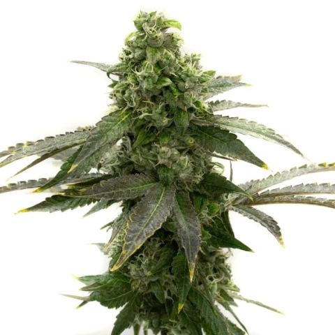 Badazz Cheese Cannabis Seeds
