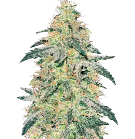 Barbara Bud Cannabis Seeds