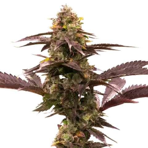 Blue Jack City cannabis seeds