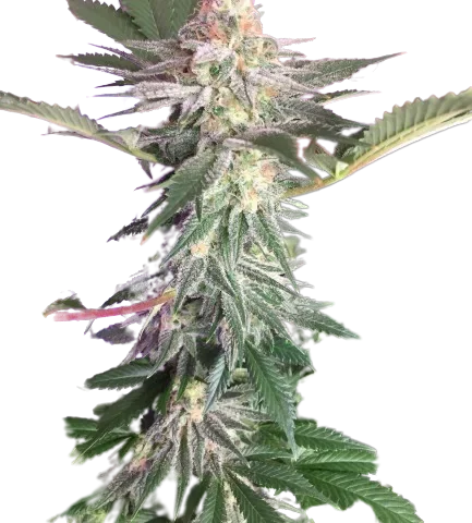 Blue Widow Cannabis Seeds