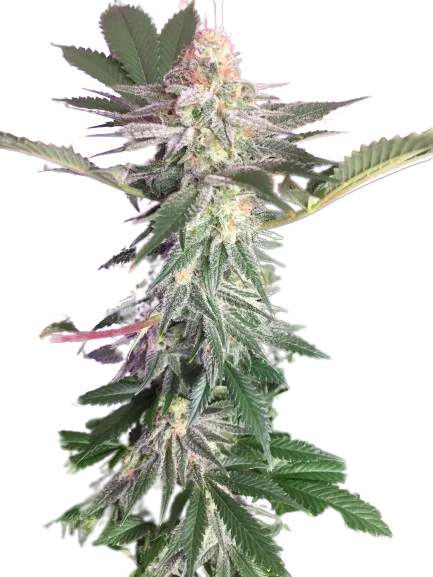 Blue Widow Cannabis Seeds