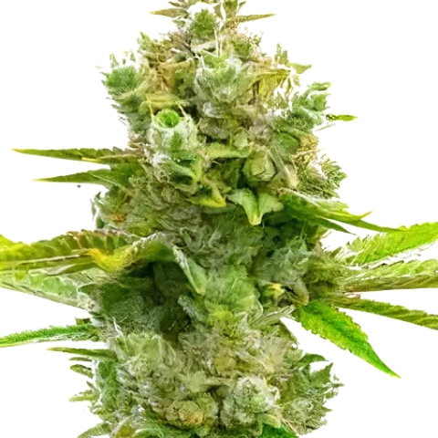 Blue Princess Cannabis Seeds