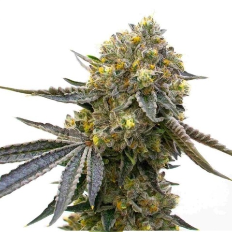 Bruce Almighty Cannabis Seeds