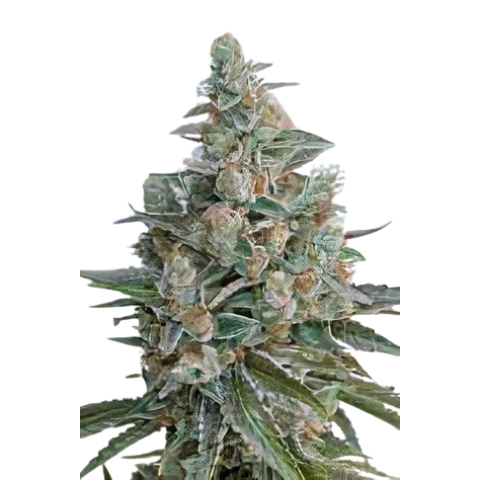 Bubba OG cannabis seeds