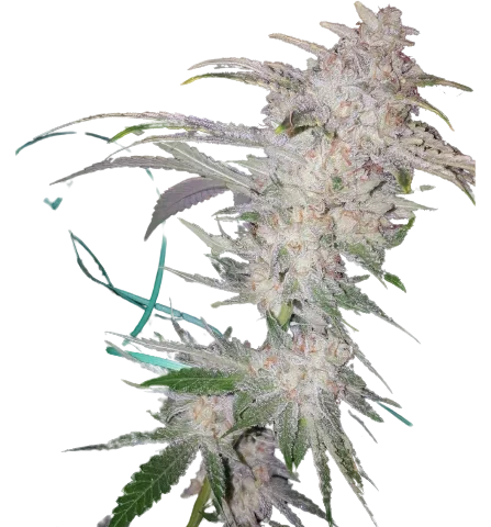 Buddha Tahoe cannabis seeds