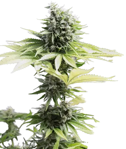 CBD Moby Dick Cannabis Seeds