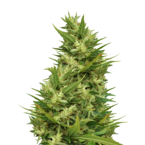 CBD Lemon Potion Cannabis Seeds