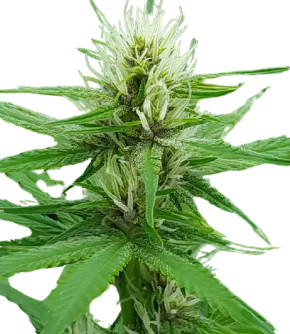 cactus cannabis seeds