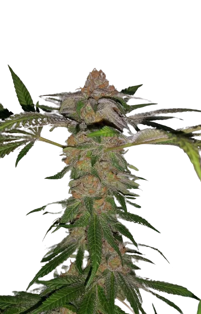 Cadillac Purple cannabis seeds