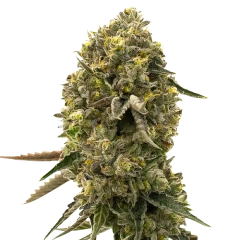 Caffeine Bomb Cannabis Seeds