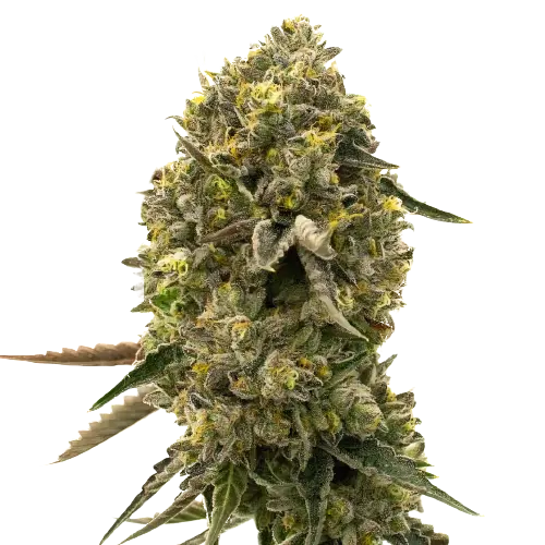 Caffeine Bomb Cannabis Seeds