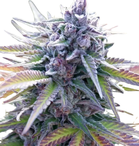 Candy Kush cannabis seeds