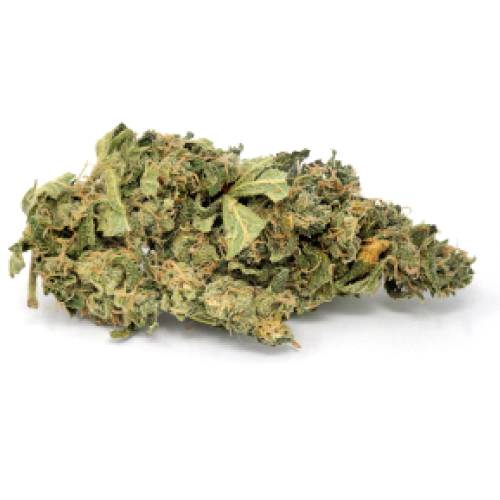 Chocolate Orange Cannabis Seeds - Image 2