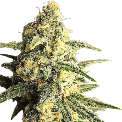 Citrus Sap Cannabis Seeds