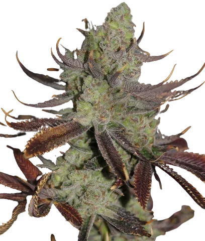 Conspiracy Kush Cannabis Seeds