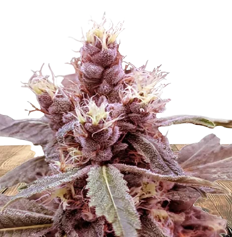 Cookie Monster Cannabis Seeds