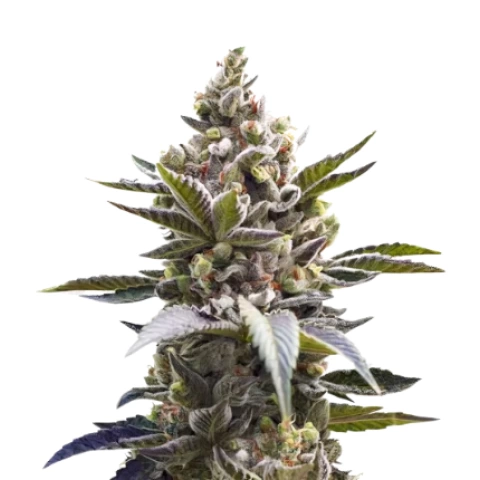 Cornbread Cannabis Seeds