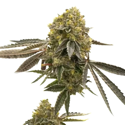 Critical 47 Cannabis Seeds
