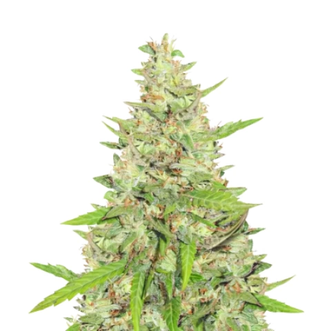 Diamond OG Cannabis Seeds