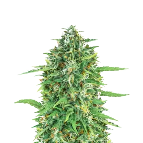 Dogwalker OG Cannabis Seeds