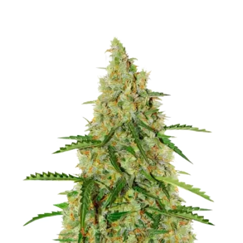 Dutch Treat Cannabis Seeds