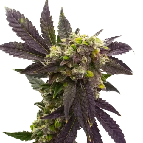 Electric Blue Cannabis Seeds