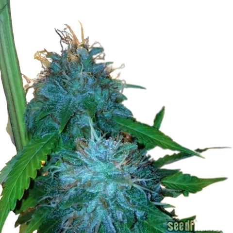 Flowerbomb Kush Cannabis Seeds