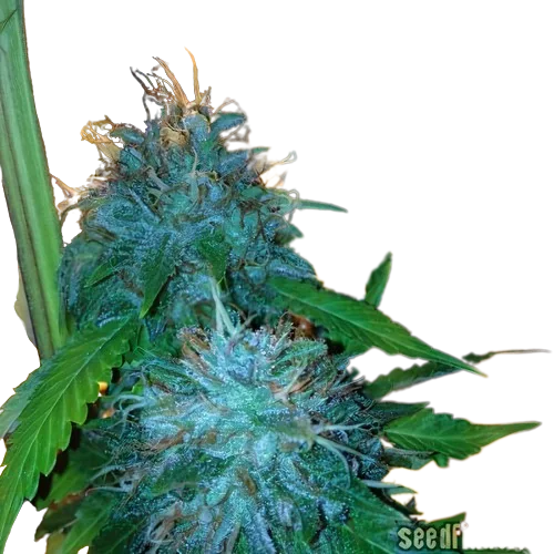 Flowerbomb Kush Cannabis Seeds