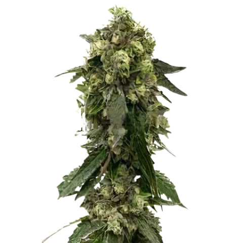 Fresh Cookies Cannabis Seeds