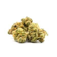 Fresh Cookies Cannabis Seeds - Image 2