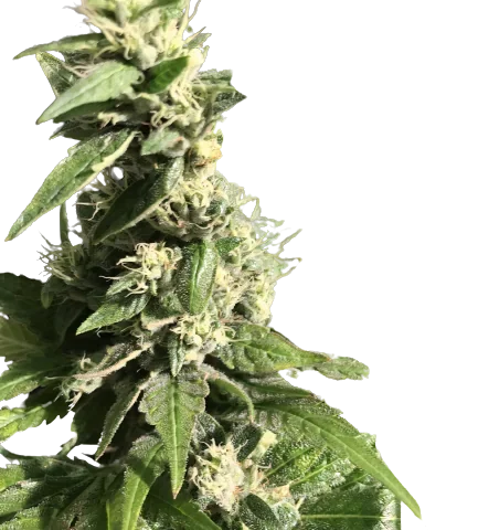 Gigabud Cannabis Seeds